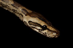 Python natalensis