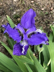 Iris tectorum