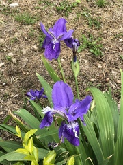Iris tectorum