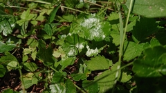 Hydrocotyle sibthorpioides