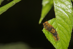 Eterusia aedea formosana