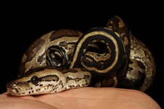 Python natalensis