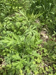 Artemisia