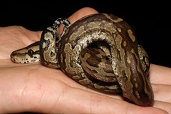Python natalensis