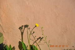 Pilosella
