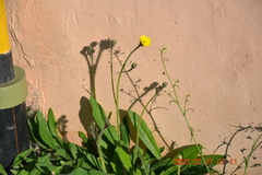 Pilosella
