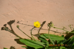 Pilosella