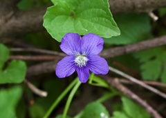 Viola