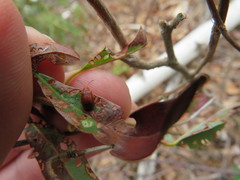 Tricholochmaea kalmiae