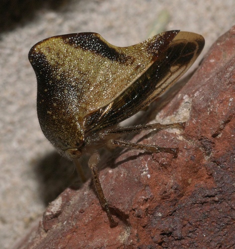 Telamona unicolor photo 5