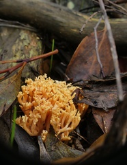 Ramaria anziana