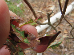 Tricholochmaea kalmiae