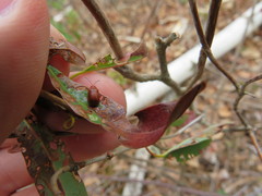 Tricholochmaea kalmiae