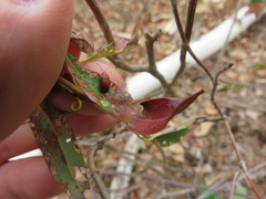 Tricholochmaea kalmiae