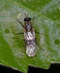 Solva pallipes