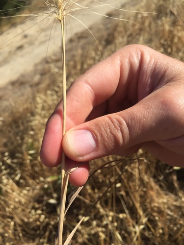 Image of Elymus multisetus by (c) crothfels, some rights reserved (CC BY)