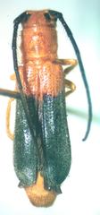 Phaea giesberti
