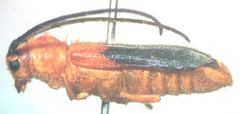 Phaea giesberti