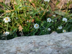 Holocheilus brasiliensis