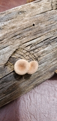 Fungi