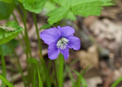 Viola