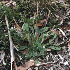 Plantago debilis