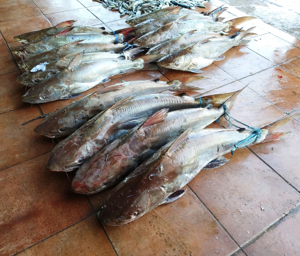 Catfish (Netuma thalassina) — Ariidae