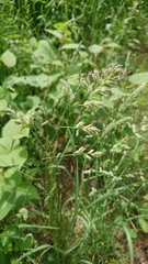 Dactylis glomerata