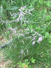 Glyceria striata striata