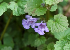 Glechoma hederacea