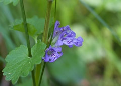 Glechoma hederacea