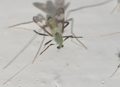 Stenochironomus hilaris