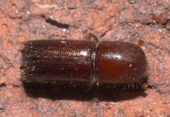 Xyleborus celsus