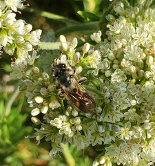 Andrena cerasifolii