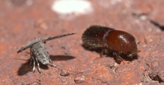 Xyleborus celsus