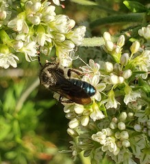 Andrena cerasifolii