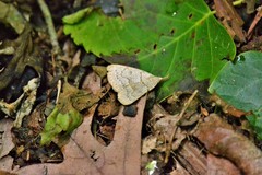 Chytolita morbidalis