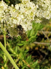 Andrena cerasifolii