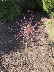Allium schubertii