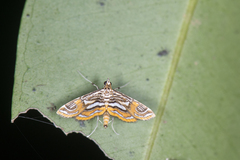 Paracymoriza cataclystalis