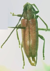 Cymatonycha castanea