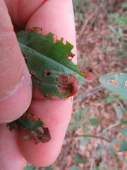 Tricholochmaea kalmiae