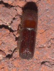 Xyleborus celsus