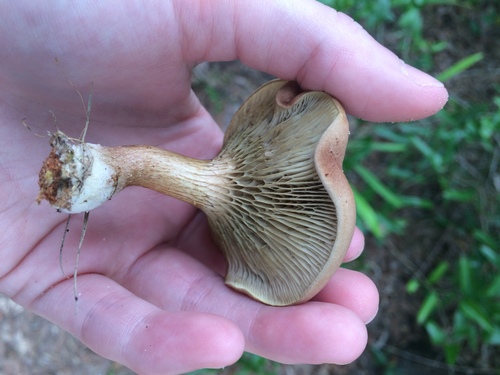 Phylloporopsis boletinoides image