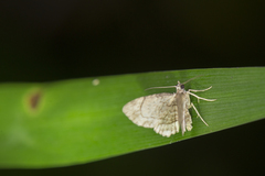 Axinoptera anticostalis