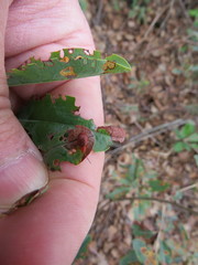 Tricholochmaea kalmiae