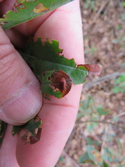 Tricholochmaea kalmiae