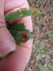 Tricholochmaea kalmiae