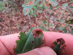 Tricholochmaea kalmiae