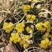 Pikes Peak Springparsley - Photo (c) Jared Shorma, some rights reserved (CC BY), uploaded by Jared Shorma